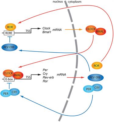 Phosphorylation and Circadian Molecular Timing